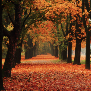 Gezelligheid in de herfst - 02/11/2026